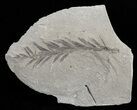 Metasequoia (Dawn Redwood) Fossil - Montana #62279-1